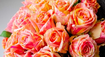 Romantic Roses